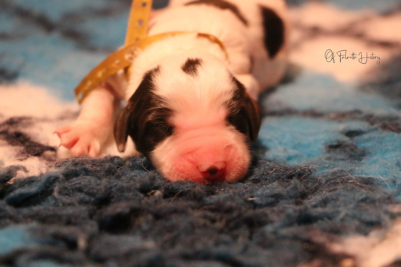 Femelle Collier Jaune