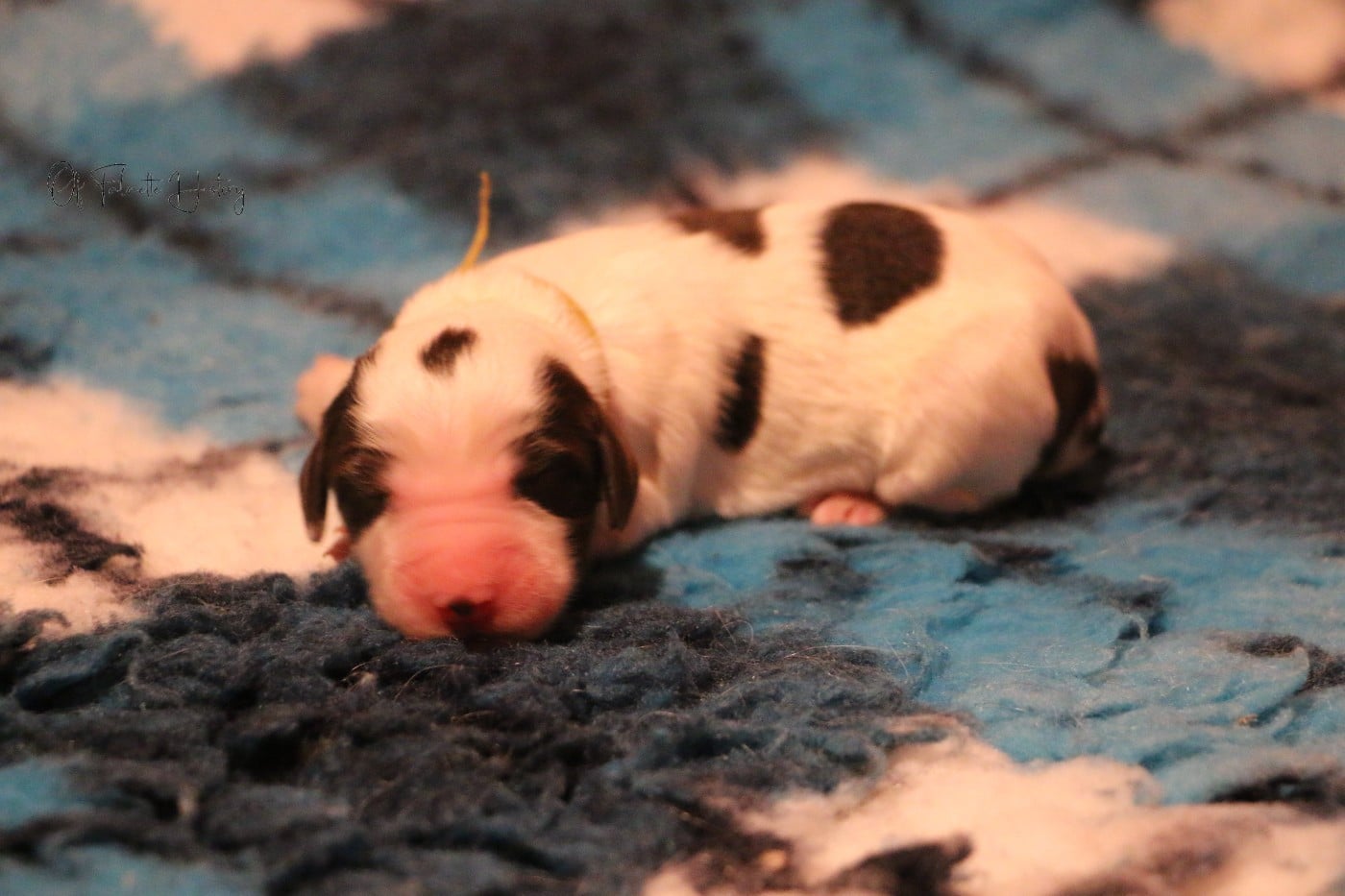 Femelle Collier Jaune