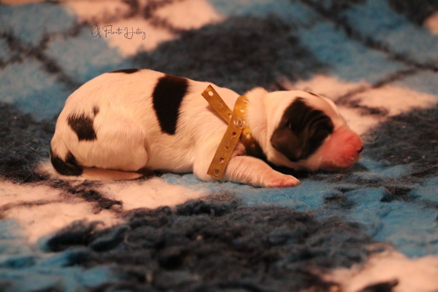 Femelle Collier Jaune