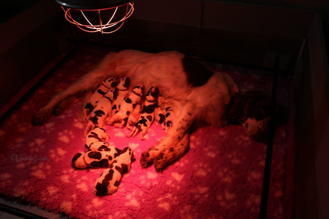 Epagneul Français - Of Falnette History