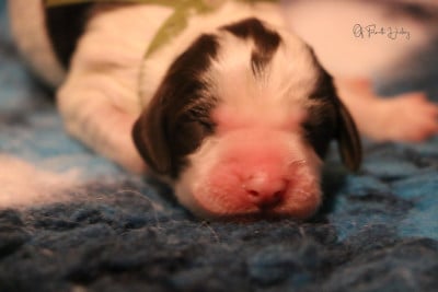 Les chiots de Epagneul Français