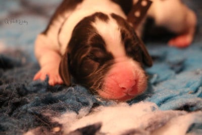 Les chiots de Epagneul Français