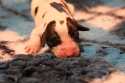 Les chiots de Epagneul Français