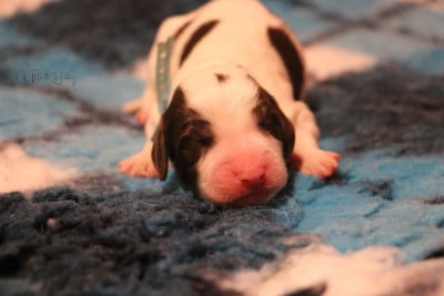 Les chiots de Epagneul Français