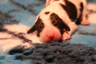 Les chiots de Epagneul Français