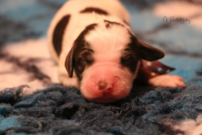 Les chiots de Epagneul Français