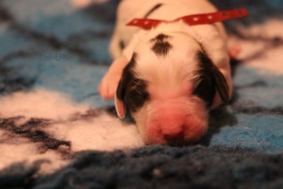 Les chiots de Epagneul Français