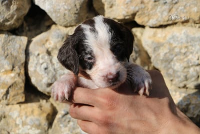 Les chiots de Epagneul Français