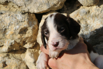 Les chiots de Epagneul Français