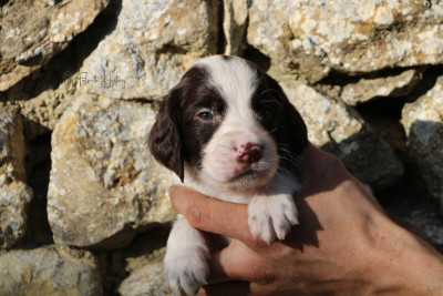 Les chiots de Epagneul Français