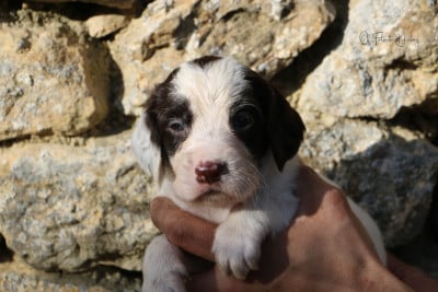 Les chiots de Epagneul Français