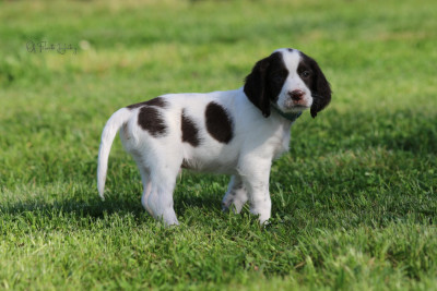 Les chiots de Epagneul Français