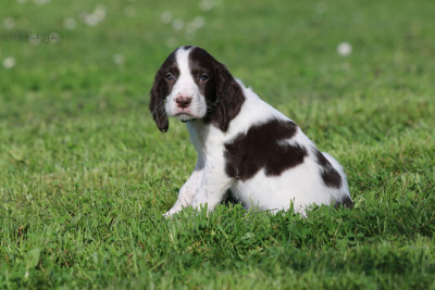 Les chiots de Epagneul Français