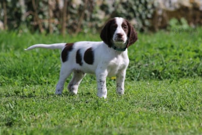 Les chiots de Epagneul Français