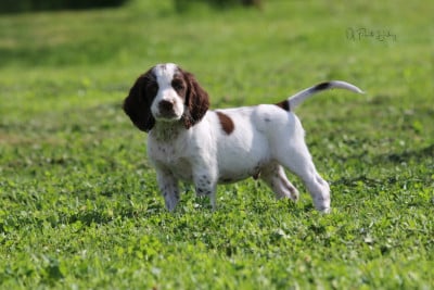 Les chiots de Epagneul Français