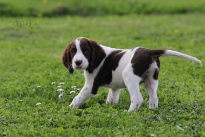 Les chiots de Epagneul Français