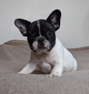 Les chiots de Bouledogue français