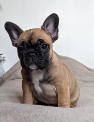 Les chiots de Bouledogue français