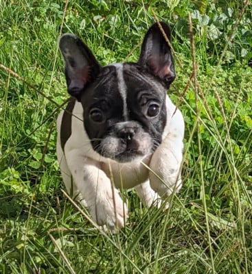 Les chiots de Bouledogue français
