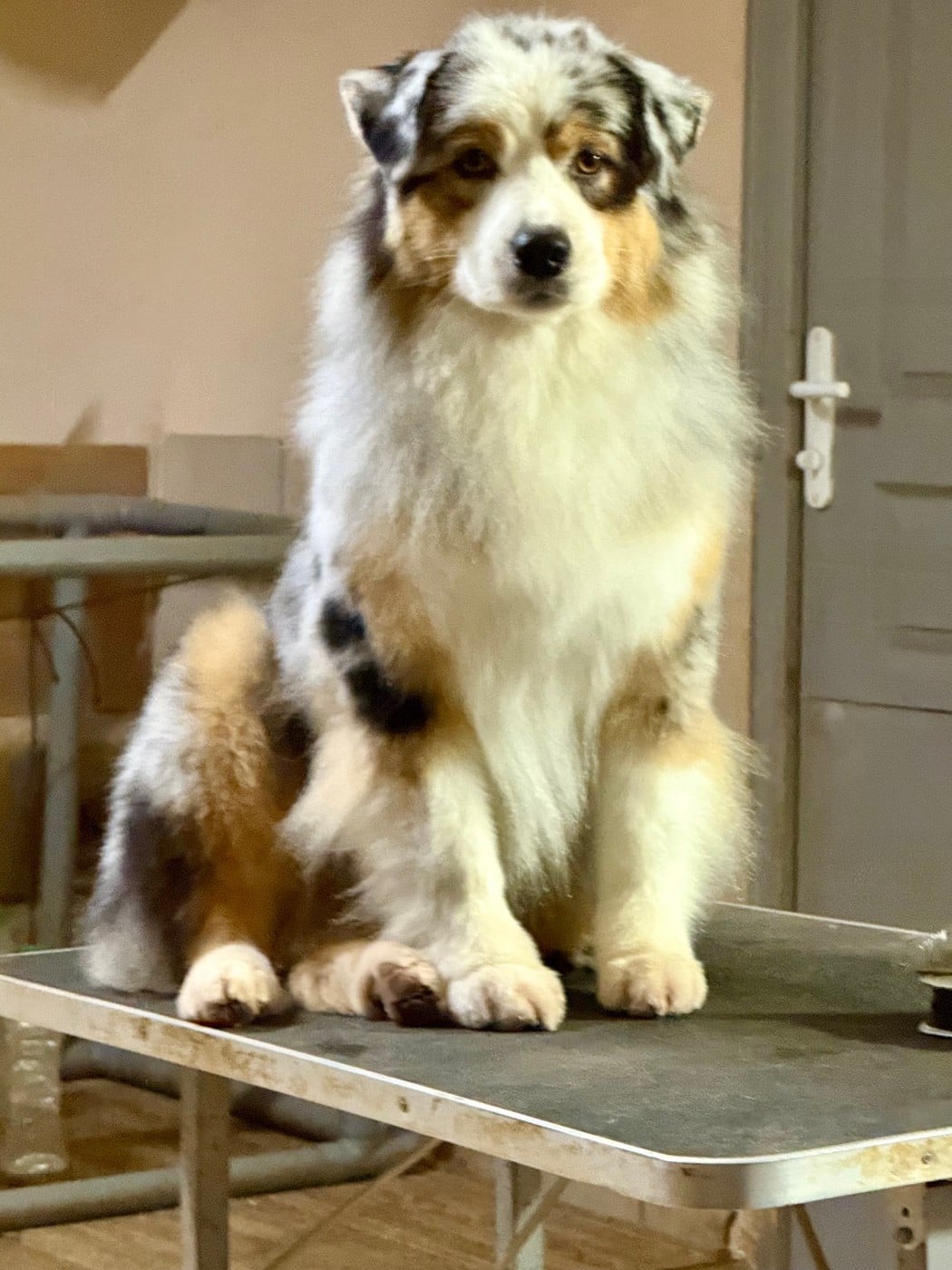 Una storia importante De La Tasmanie Sauvage