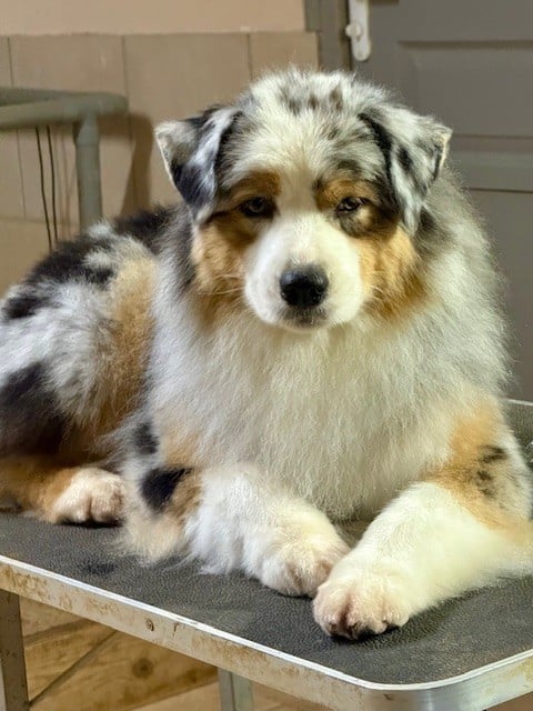 Una storia importante De La Tasmanie Sauvage