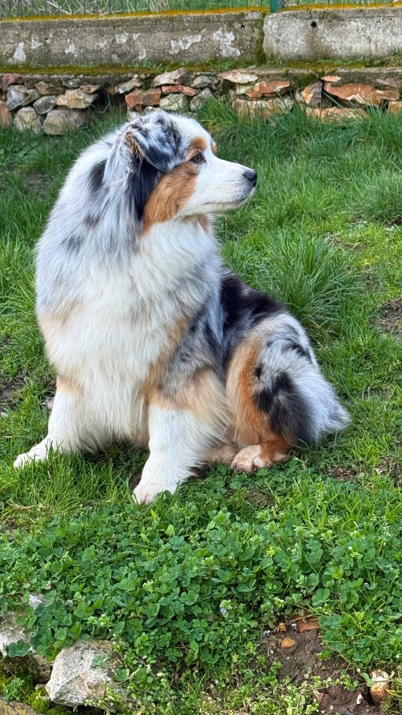 Publication : De La Tasmanie Sauvage