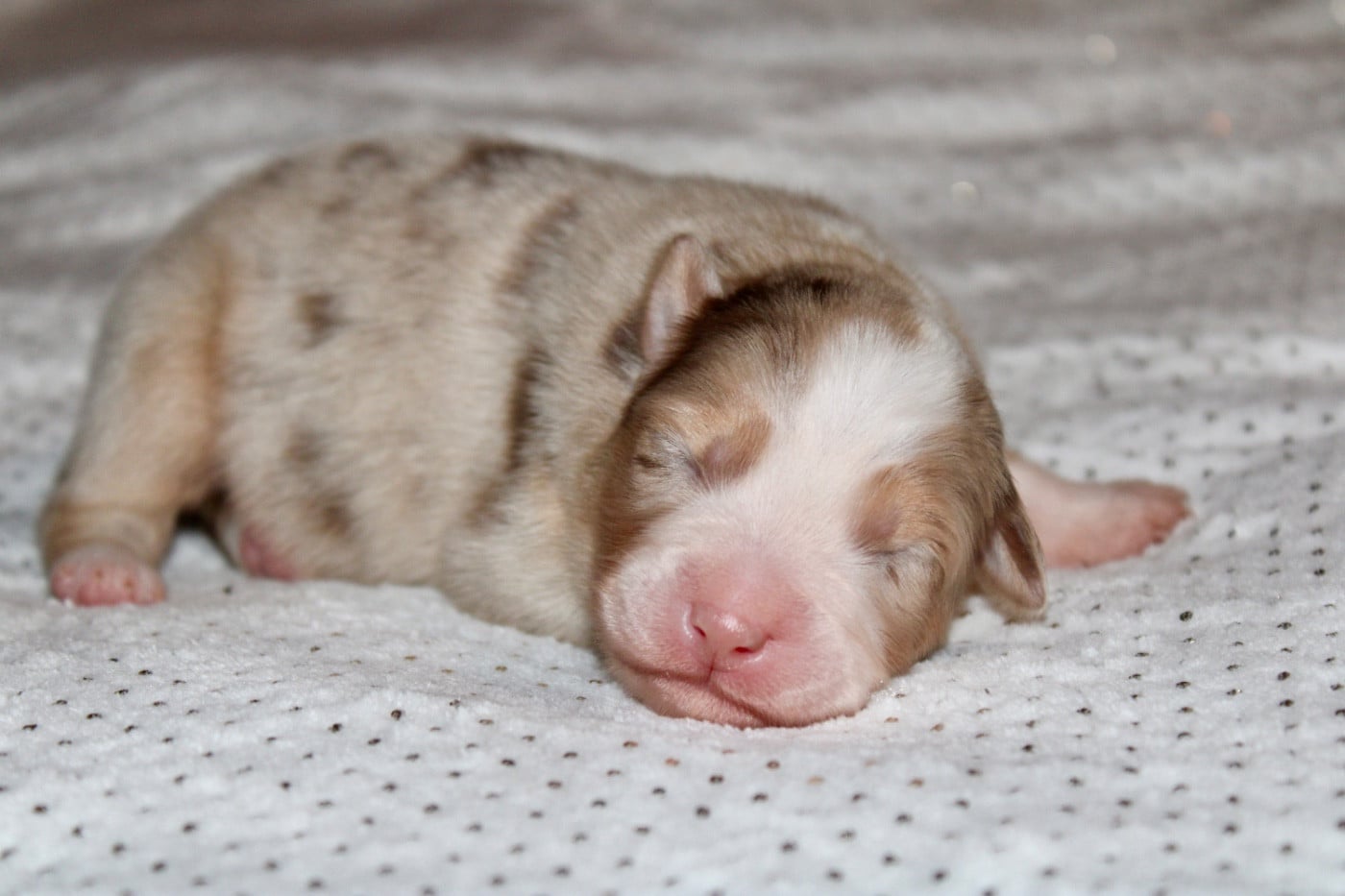 FRM - Berger Australien