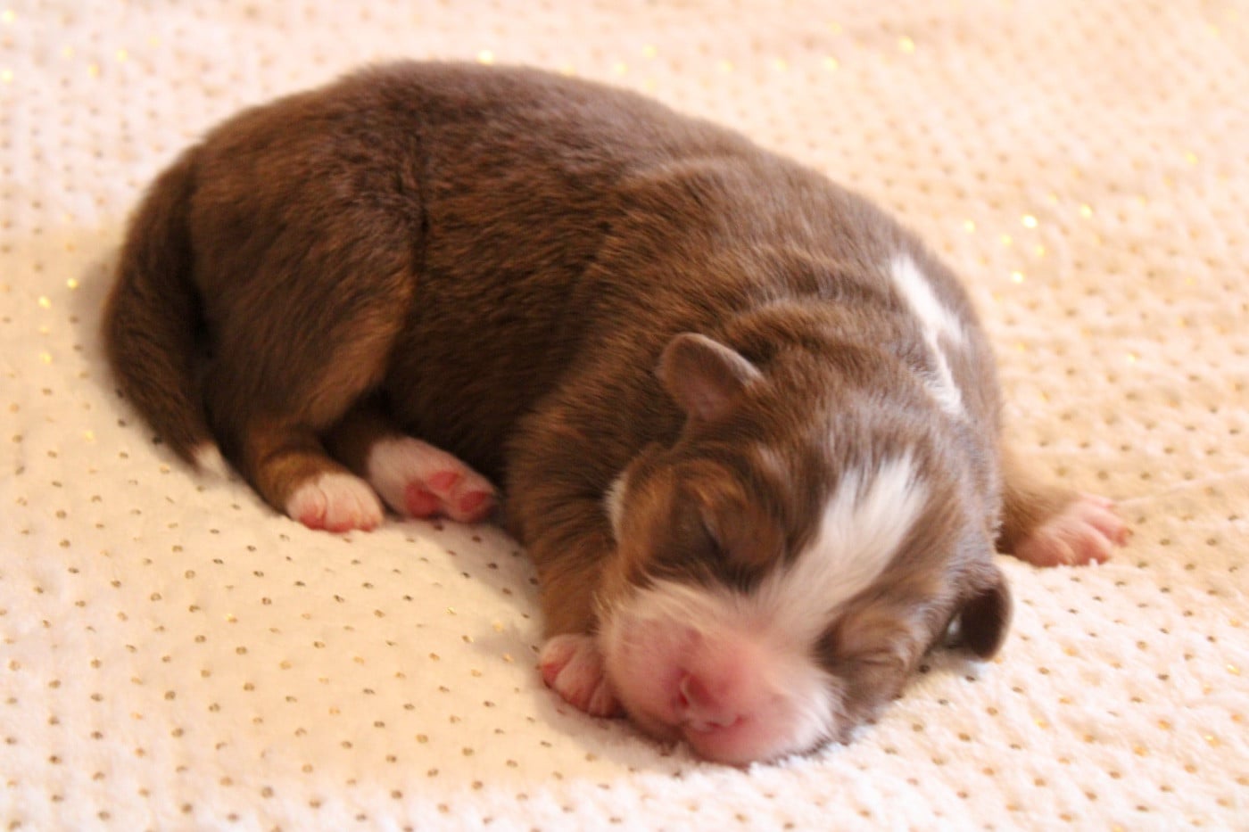 FRT 2 - Berger Australien