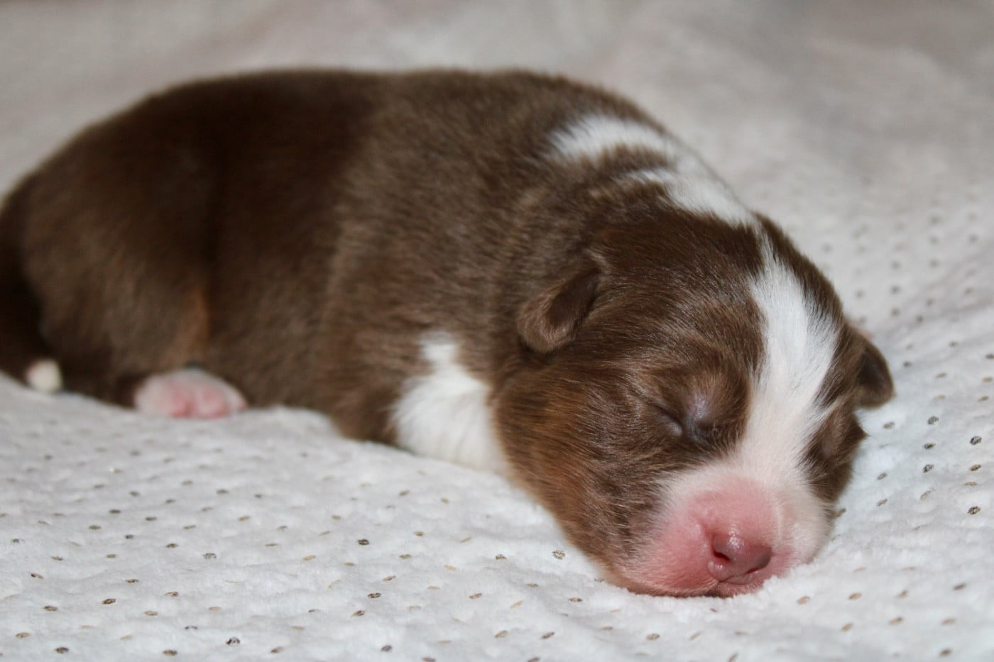 MRT 1 - Berger Australien