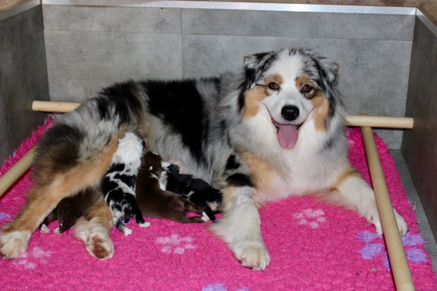 CHIOT 1 - Berger Australien