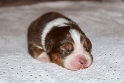 Les chiots de Berger Australien