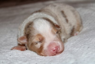 Les chiots de Berger Australien