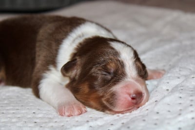 Les chiots de Berger Australien