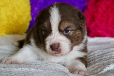 Les chiots de Berger Australien