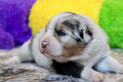 Les chiots de Berger Australien