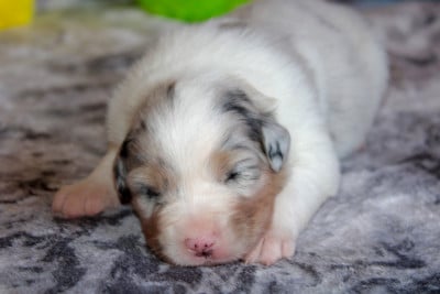 Les chiots de Berger Australien