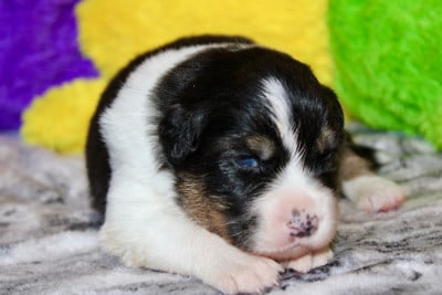 Les chiots de Berger Australien