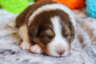 Les chiots de Berger Australien