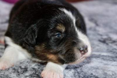 Les chiots de Berger Australien