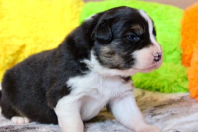 Les chiots de Berger Australien