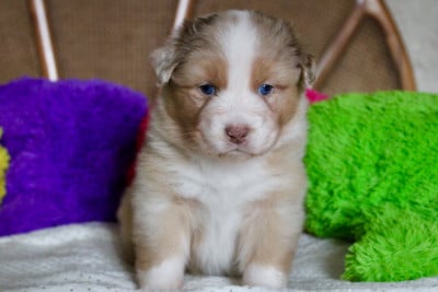 Les chiots de Berger Australien