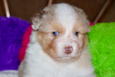 Les chiots de Berger Australien