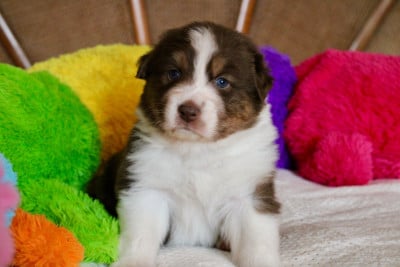 Les chiots de Berger Australien