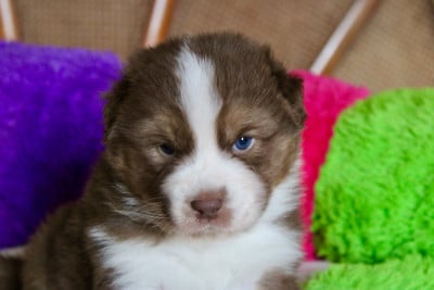 Les chiots de Berger Australien