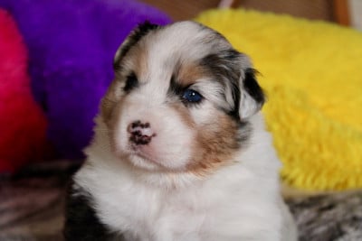 Les chiots de Berger Australien