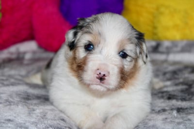 Les chiots de Berger Australien