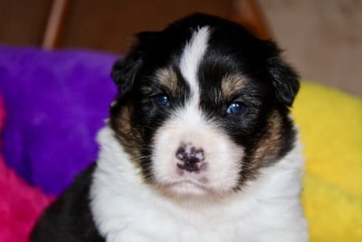 Les chiots de Berger Australien