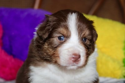 Les chiots de Berger Australien