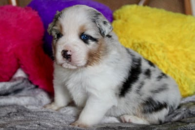 Les chiots de Berger Australien
