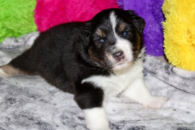 Les chiots de Berger Australien